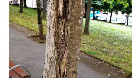 Uno de los aligustres retirados por su mal estado de salud