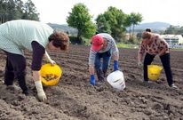 Vecinos de San Tom� de Nogueira cultivan las fincas para luego donar lo que producen. 