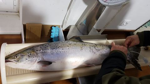 Momento en el que se precinta el campanu 2019, pescado en el Cares