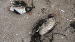 El mar de fondo arrastra decenas de frailecillos muertos a la playa de Vilagarc�a