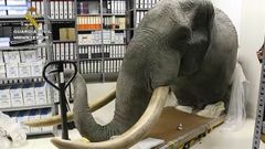 Los agentes interceptaron varias piezas, como la cabeza de un elefante disecado