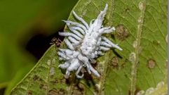 La melaza o cochinilla algodonosa deja una mancha blanca en las plantas