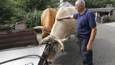 Pepe do Chacino con Brillante y Más, los dos súperbueyes que ha criado en Xove; el segundo fue vendido el pasado otoño al hostelero Cesáreo Eijo