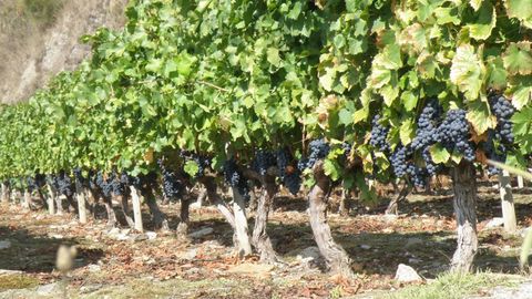 Bodega Amedo (Chantada). Degustaci�n desde 5 euros. Garnacha tintorera, tempranillo, godello, treixadura, torront�s y albari�o.