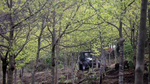 O encontro abordar� o presente e os retos de futuro da xesti�n do monte mancomunado nun contexto de crise ambiental e socioecon�mica