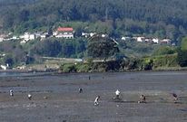 AVALANCHA DE FURTIVOS. A media ma�ana de ayer, la ensenada de A Malata estaba plagada de furtivos esquilmando almeja, al igual que sucede en otros puntos de la r�a; recientemente desde la cofrad�a ferrolana se alertaba de que hay jornadas en las que se superan los 300 ilegales.