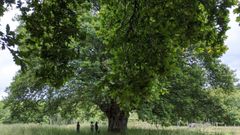El carballo de Amoexa, en Antas de Ulla, de ms de 400 aos, tiene 24 metros de altura y 6,5 de permetro