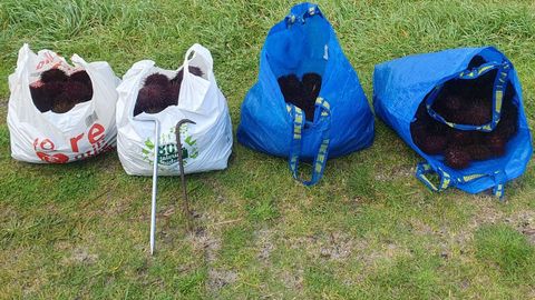 El decomiso de 30 kilos de erizo de mar en Corme, este lunes 5 de enero