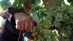 El curso pretende acercar a los j�venes tareas vinculadas al cultivo de la vid, como la vendimia