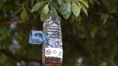 Trampas para velutina