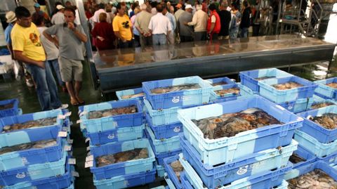 La segunda parada fijada por Marruecos a los cefalopoderos va del 15 de agosto al 15 de octubre. 