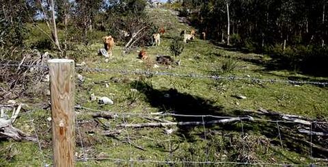 En algunos tramos, los cierres instalados para separar las zonas de pastoreo siguen incluyendo alambres de espinos.