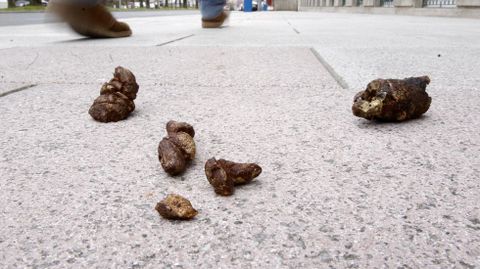 Cacas de perro en la calle.