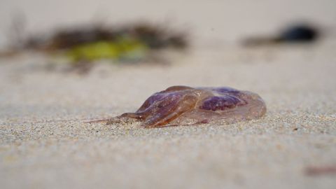 medusa.Uno de los ejemplares encontrados ayer en la arena en el Orz�n