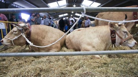 La feria de ganado de Friol re�ne a criadores de las provincias de Lugo y de A Coru�a 