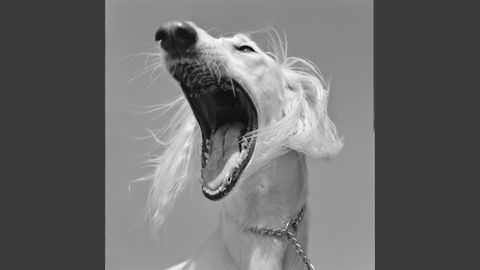 Fotograf�a cedida hoy por la Fundaci�n Mar�a Cristina Masaveu Peterson (FMCMP) a trav�s del Centro Cultural Espa�ol en Miami (CCEMiami) que muestra una instant�nea de Alberto Garc�a-Alix, sin t�tulo, que se presentar� en la exposici�n  Miradas de Asturias 