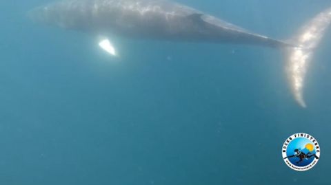 Una ballena de casi nueve metros en Fisterra