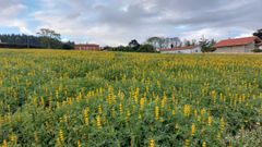 Sembrado de colza en Lago, al borde de la carretera de Ferrol a Valdovio