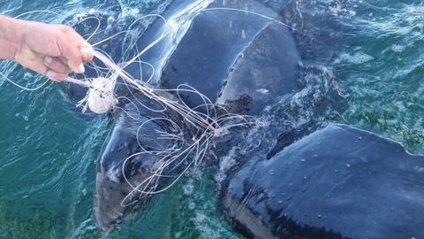 Tortuga la�d enredada en restos de pesca en Porto do Son
