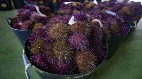 El erizo se explota en un plan conjunto de varias cofrad�as de la r�a