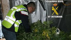 Plantaci�n de marihuana