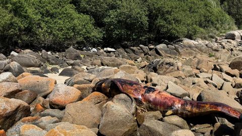 El calder&oacute;n varado en Ferrol.