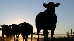 Vacas en una granja de bovino en Australia�en una foto de archivo
