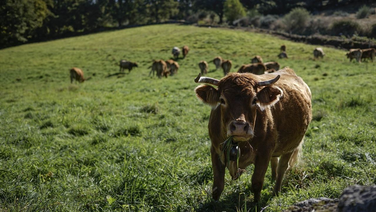 Medio Rural dará a conocer los ganadores de los premios Exceleite