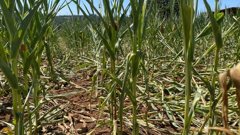 Imagen de un campo de ma�z aplastado supuestamente por jabal�es