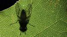 La sombra de una mosca se proyecta en una hoja al amanecer