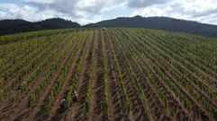 La casa que este proyecto quiere reconstruir est� rodeada de 22 hect�reas de vi�as plantadas en el 2021 y ya en producci�n
