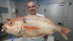De los caladeros de Gran Sol proced�a este magn�fico besugo, de 4,5 kilos, vendido a�os atr�s por Peixes Grallal, de Viveiro