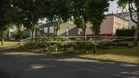 �rboles ca�dos en Lugo tras la intensa tormenta de esta semana.