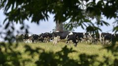 Vacas pastando en la granja de Xanceda.