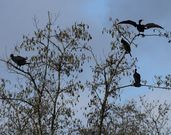 Cormoranes, ayer, en el Anll�ns, en la zona de A Revolta. 