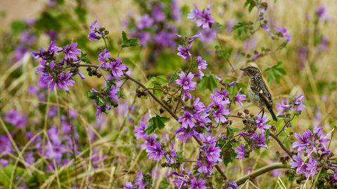 Una tarabilla posada sobre una rama de malvas en los campos de la Torre