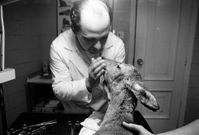 El veterinario, atendiendo al corzo en el quir�fano