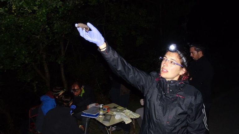 Ledicia Santos Fern&aacute;ndez cun morcego durante unha xornada de observaci&oacute;n destes animais no municipio de Silleda