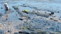 Imagen de archivo del b�sque f�sil de Seselle