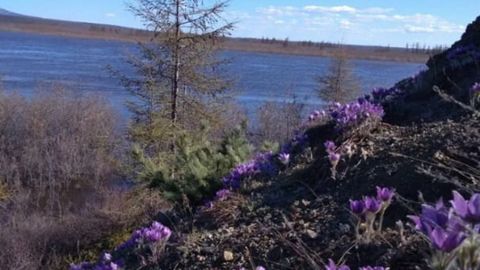 Cuando salen las primeras flores tras la época de la nieve en Yakutia