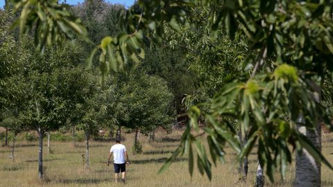 Plantación de castaños en Lourantín, en el municipio de Monterroso