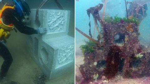 En las imgenes se muestra el antes y el despus del arrecife, desde su colocacin hasta llenarse de vida.