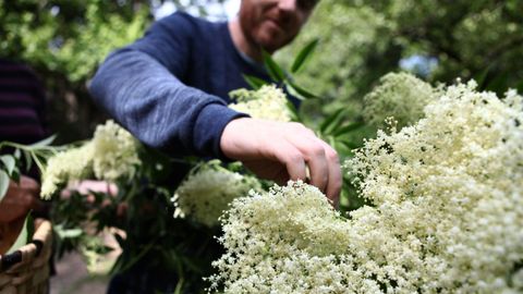 Plantacin de saco de Veigas de Sabugueiro, en Vilar de Santos.