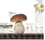 Empieza la temporada de setas