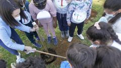 Los centros que dispongan de zonas verdes podr�n acoger actividades sobre agricultura y cuidado de jardines y huertos (en la imagen de archivo, alumnos del CEIP San Xo�n plantan un �rbol)