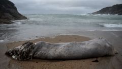 Bens se traga la s�ptima ballena varada en un mes