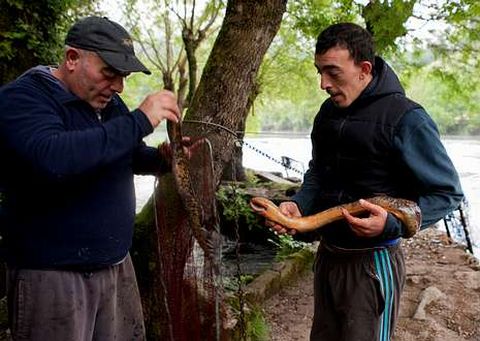 Antonio y su hijo levantaron el viernes dos lampreas en el cierre de campa�a.