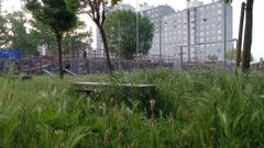 Maleza en el entorno de la vieja estacin de buses de Ourense.