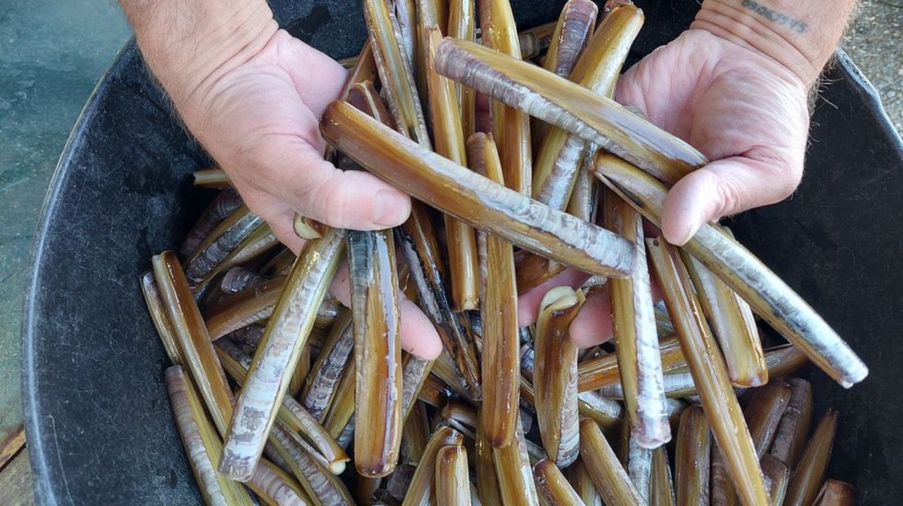 Las rías de Arousa, Pontevedra y Vigo aportan el 83 % de la almeja japónica y navaja de Galicia