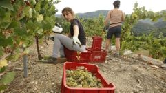 La uva blanca es la que antes entra habitualmente en las bodegas de Ribeira Sacra